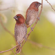 Scaly-breasted Munia