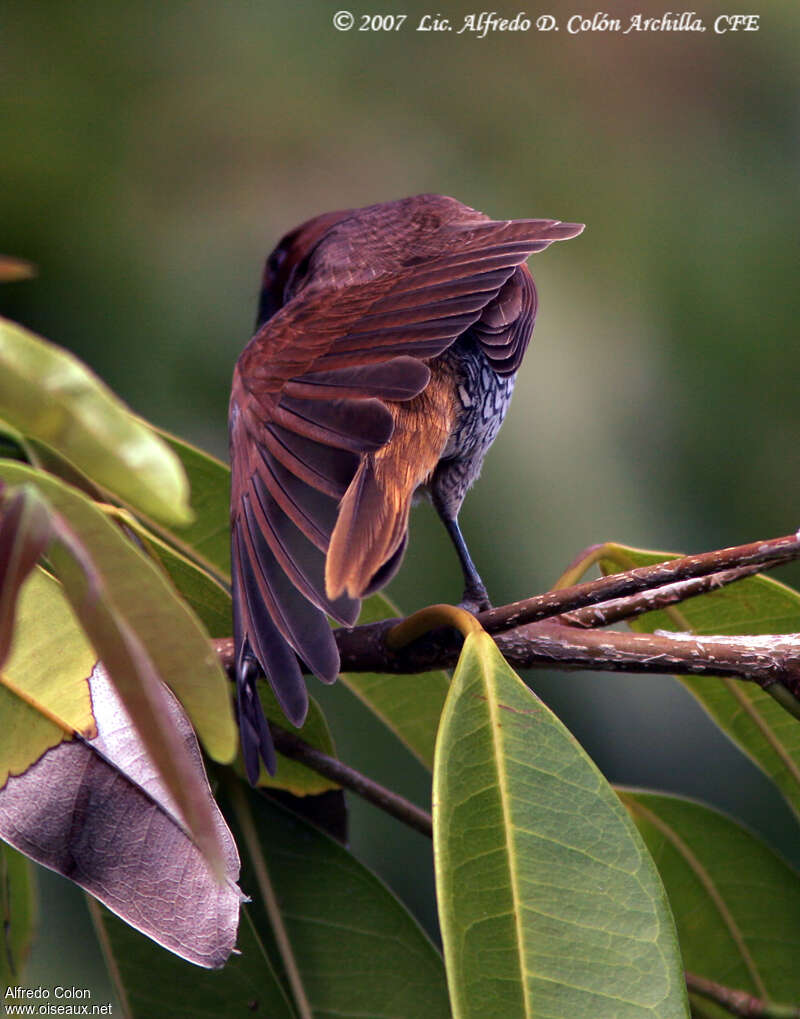 Scaly-breasted Munia