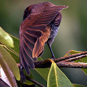 Scaly-breasted Munia