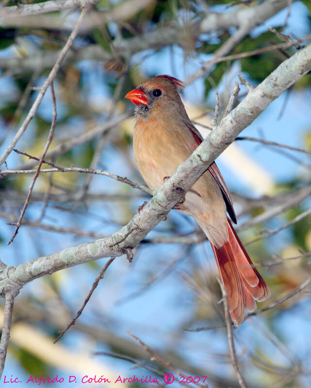 Northern Cardinal female