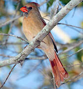 Cardinal rouge