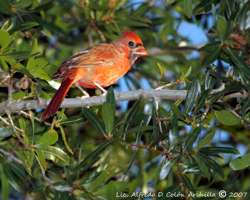 Northern Cardinal male