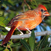 Cardinal rouge