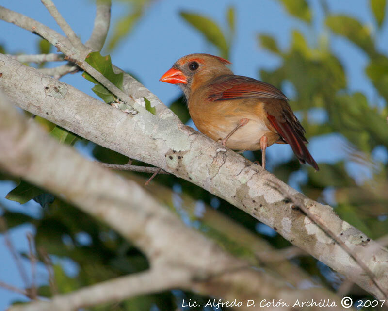 Cardinal rouge femelle