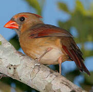 Northern Cardinal