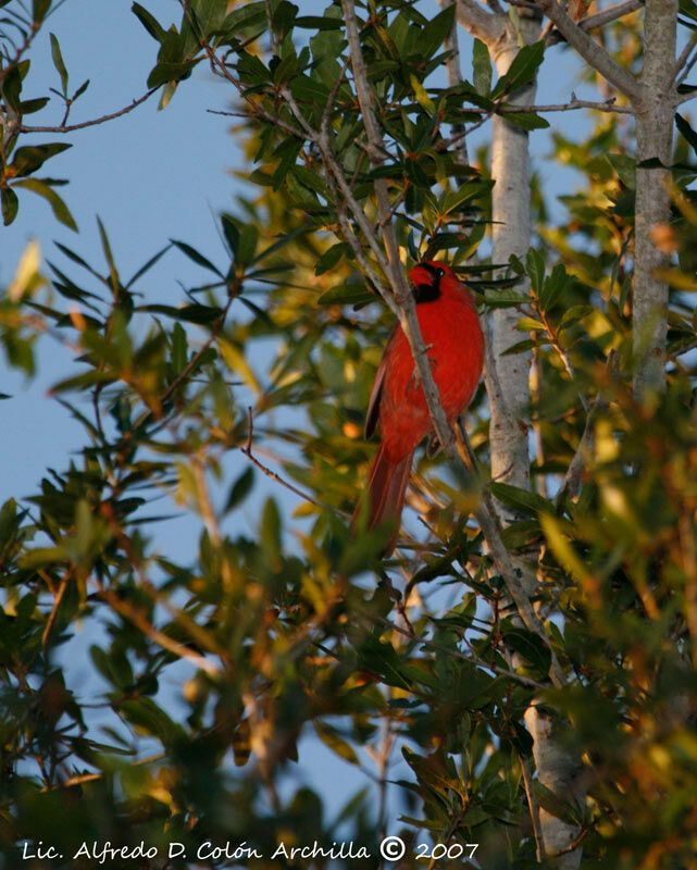 Northern Cardinal male