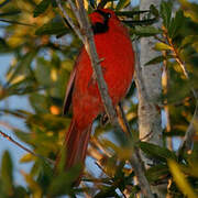 Cardinal rouge