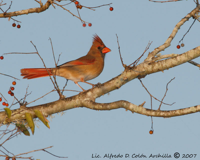 Cardinal rouge