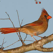 Northern Cardinal