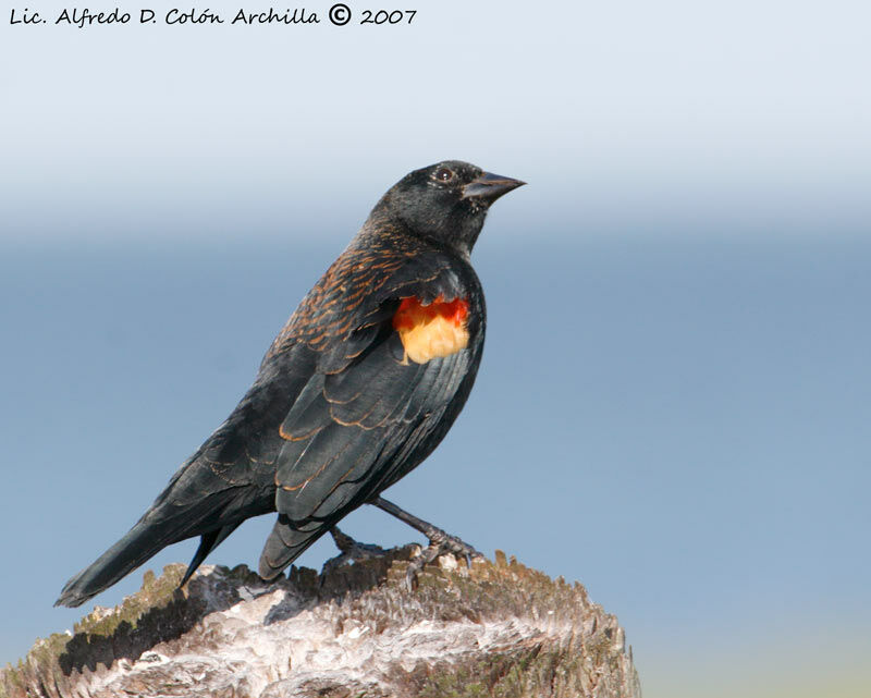 Red-winged Blackbird