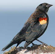 Red-winged Blackbird