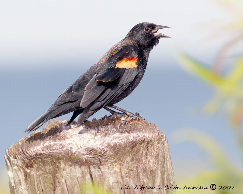 Red-winged Blackbird