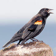 Red-winged Blackbird