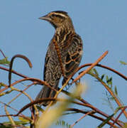 Red-winged Blackbird