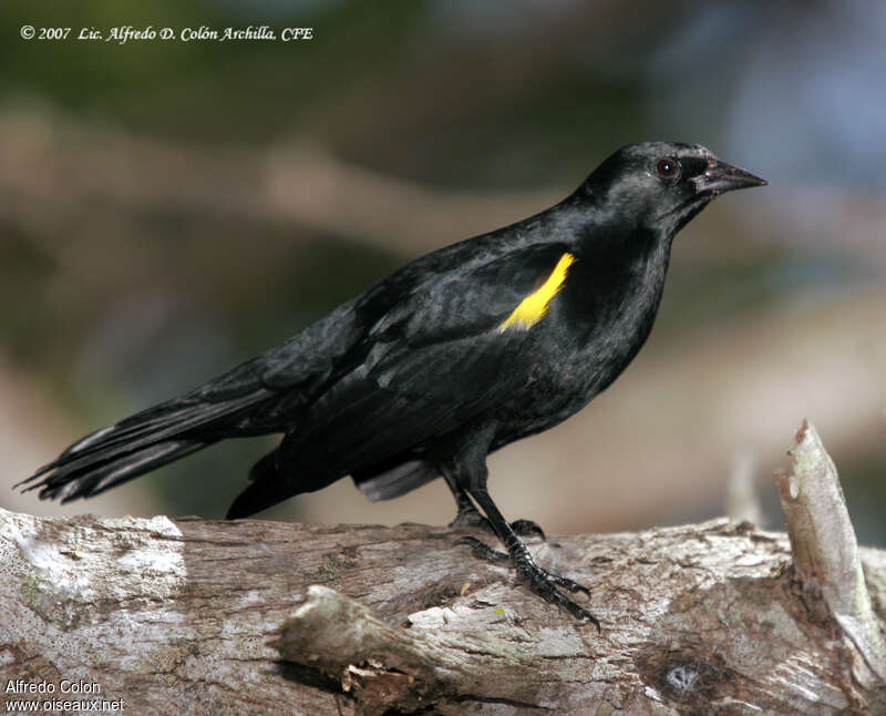 Yellow-shouldered Blackbirdadult, identification