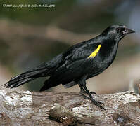 Yellow-shouldered Blackbird