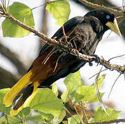 Crested Oropendola