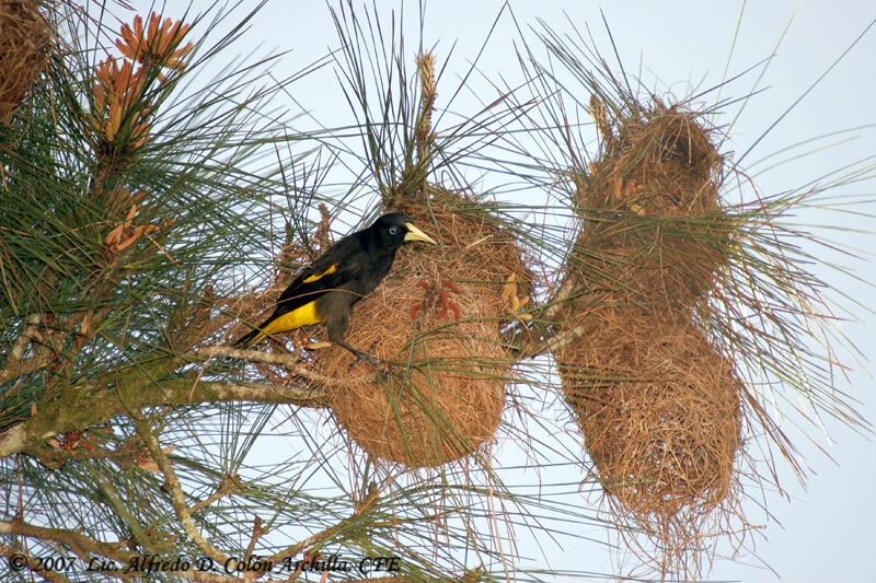 Crested Oropendola