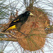 Crested Oropendola