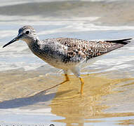 Lesser Yellowlegs