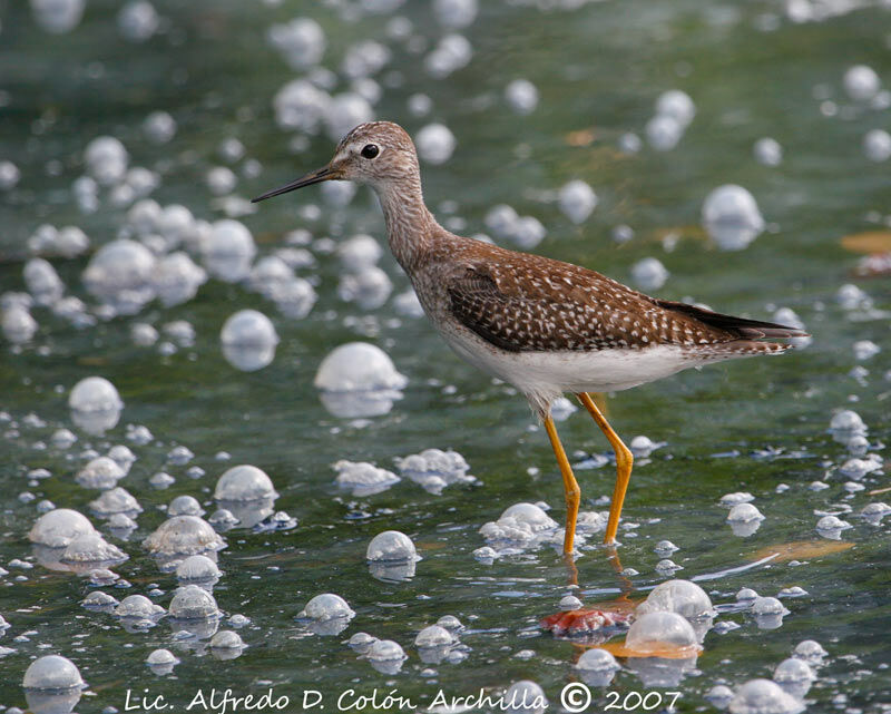 Lesser Yellowlegs