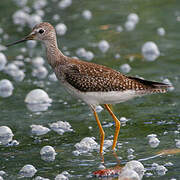 Lesser Yellowlegs