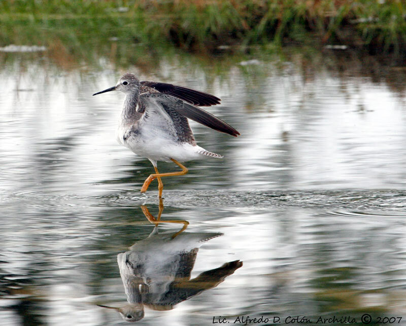 Lesser Yellowlegs