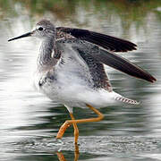 Lesser Yellowlegs