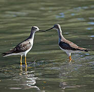 Lesser Yellowlegs