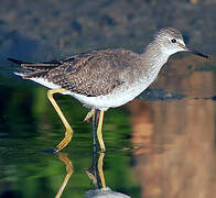 Lesser Yellowlegs