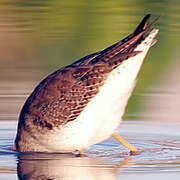 Lesser Yellowlegs