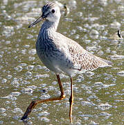 Lesser Yellowlegs