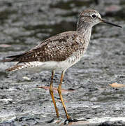 Lesser Yellowlegs