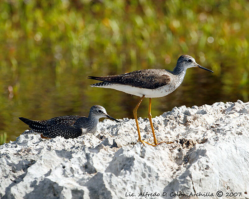 Lesser Yellowlegs