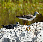 Lesser Yellowlegs