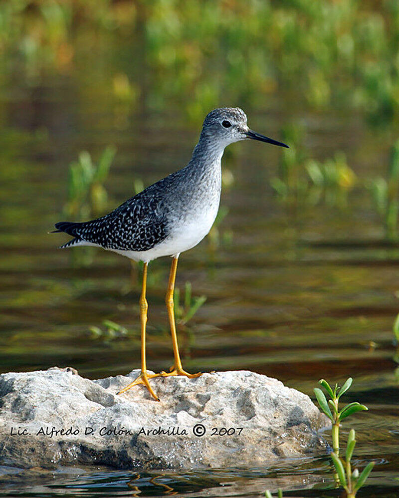 Lesser Yellowlegs