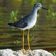 Lesser Yellowlegs