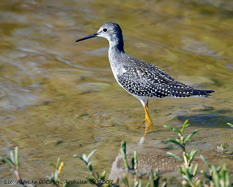 Lesser Yellowlegs