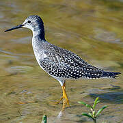 Lesser Yellowlegs