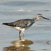 Lesser Yellowlegs