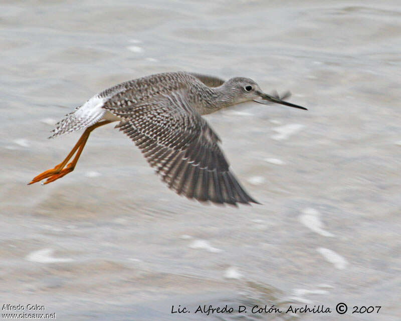 Greater Yellowlegs, Flight