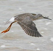 Greater Yellowlegs