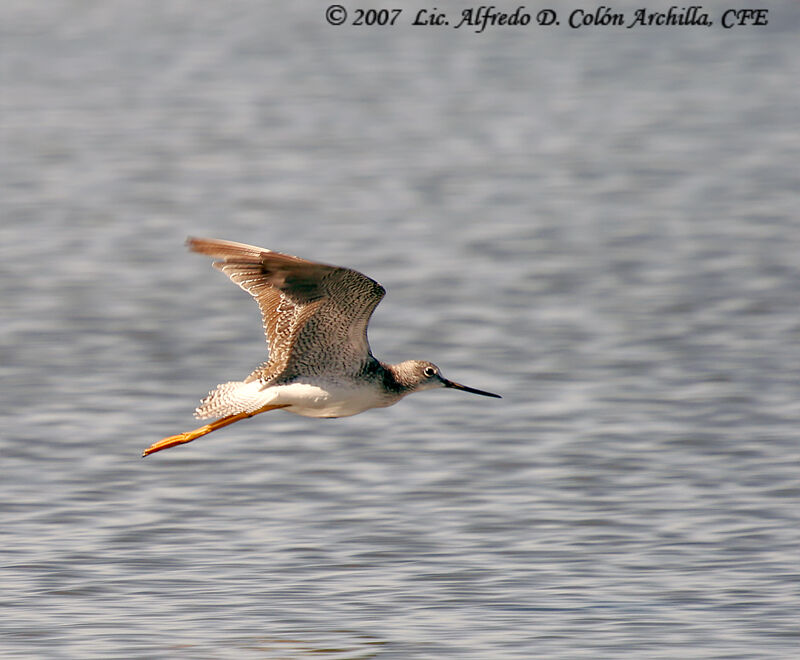 Greater Yellowlegs