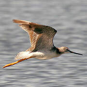 Greater Yellowlegs