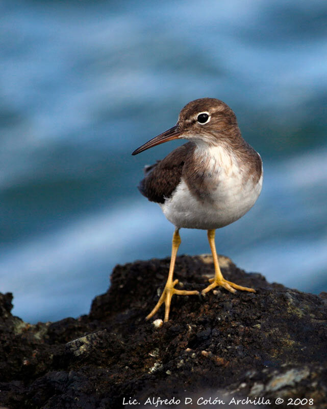 Spotted Sandpiper