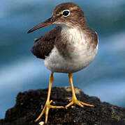 Spotted Sandpiper