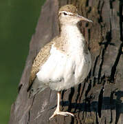 Spotted Sandpiper