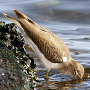 Spotted Sandpiper