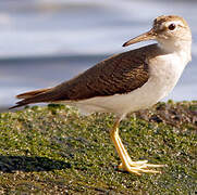 Spotted Sandpiper