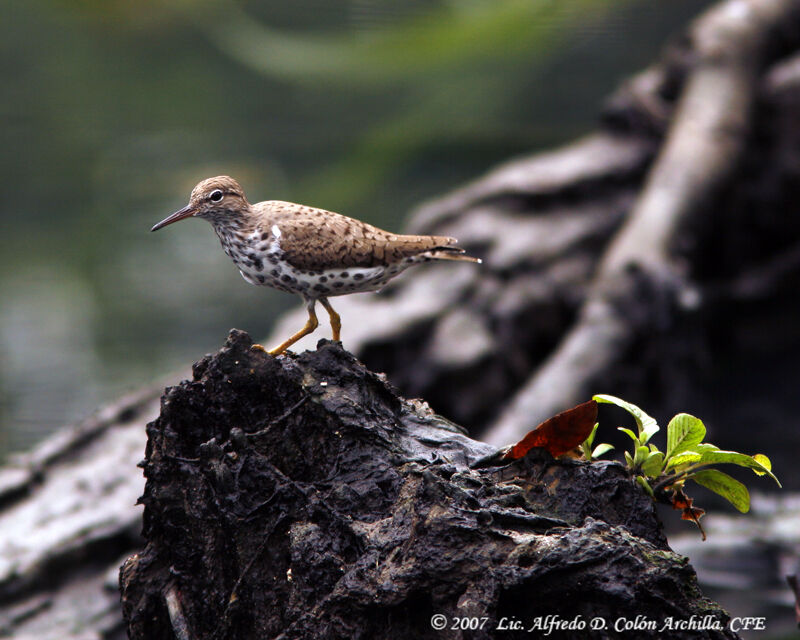 Spotted Sandpiper